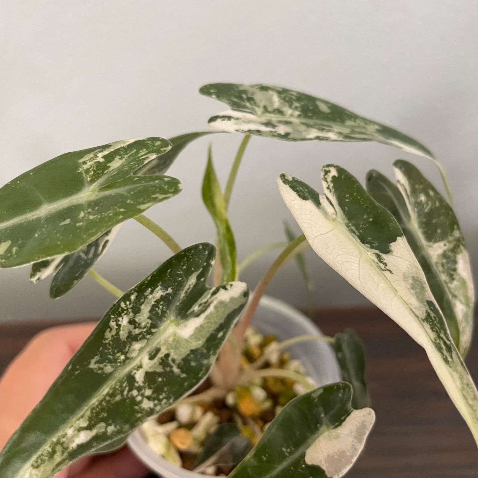 ピンク斑入り Alocasia