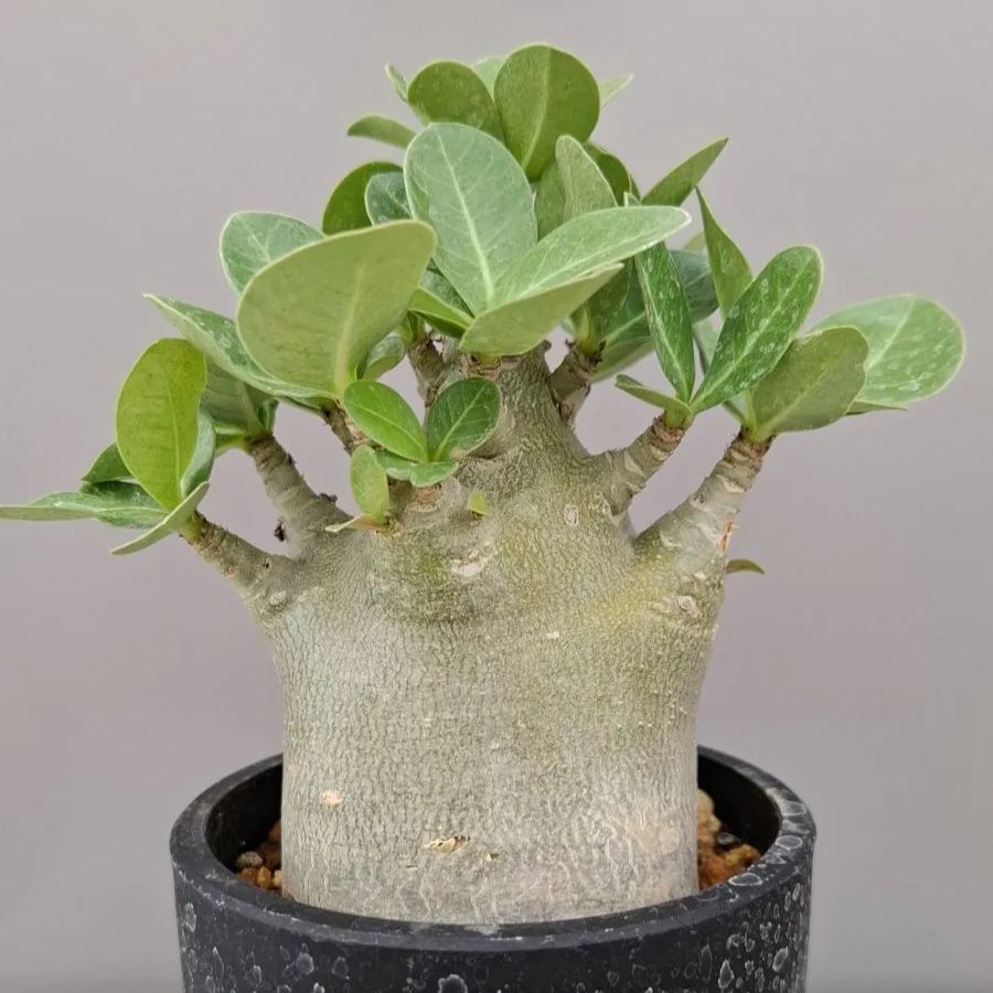 アデニウム スーパードワーフ 6 Adenium arabicum 'Super Dowarf