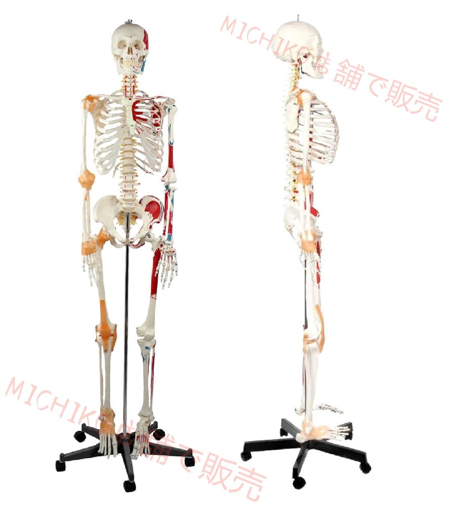 等身大全身骨格 分解モデル 骨格標本 Amazon.co.jp: 等身大 人体模型
