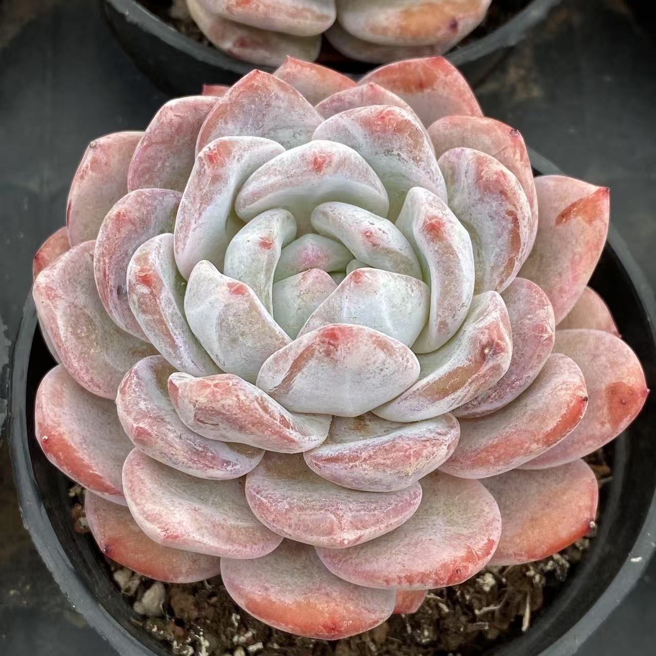 RC2029×40 オレンジ 抜き苗 多肉植物 アエオニウム エケベリア 韓国苗