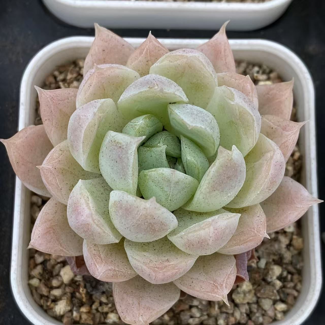 送料無料，大人気】 72株D565多肉植物 エケベリア虹の玉サボテン 観葉