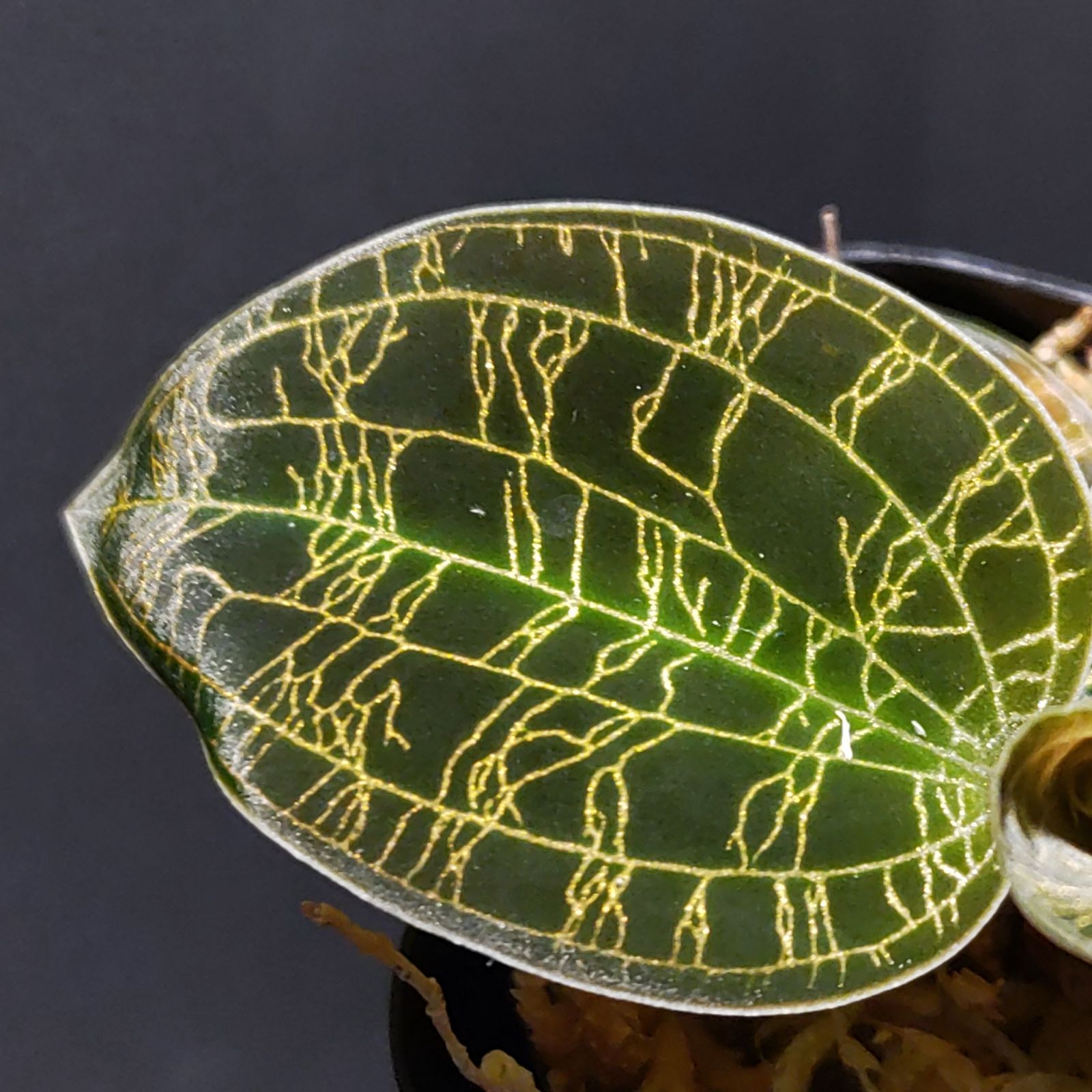 マコデス ペトラ ブラックタイプ ジュエルオーキッド - メルカリ