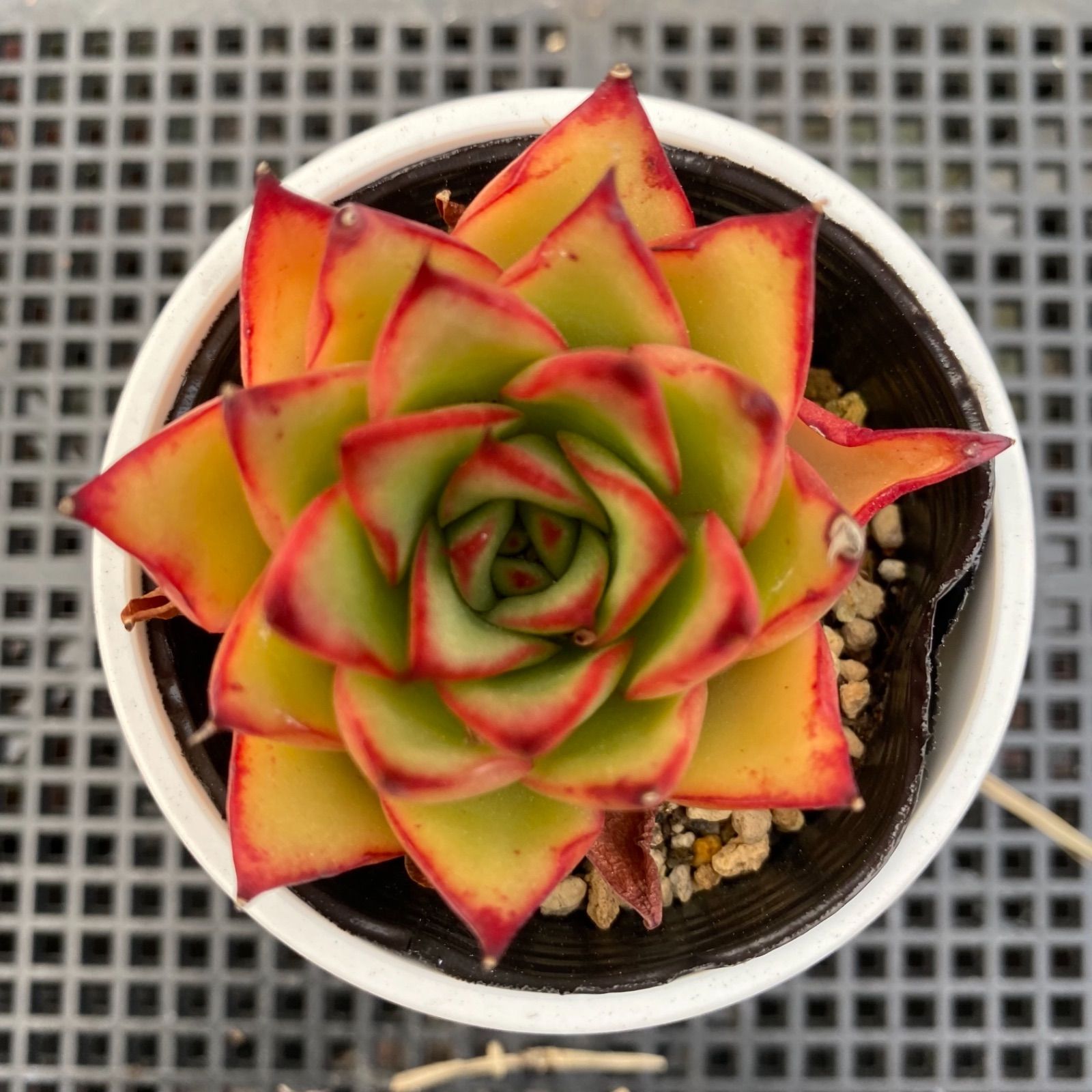 売約済♡多肉植物 韓国苗 giselle ジゼル