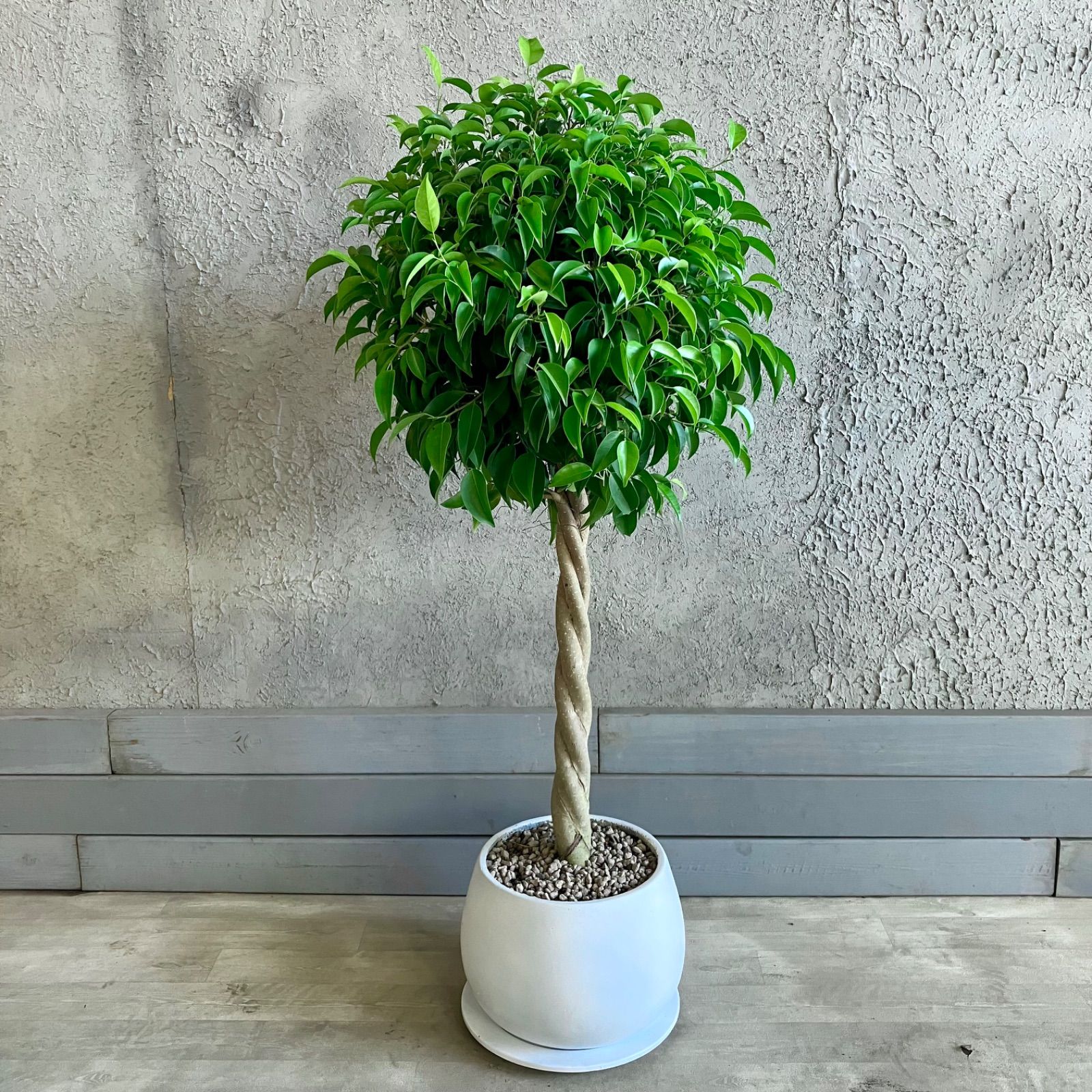 ②　フィカス　ベンジャミン　ネジリ　８号　最高等級 ② フィカス ベンジャミン ネジリ 8号 特大苗木最高等級極上品