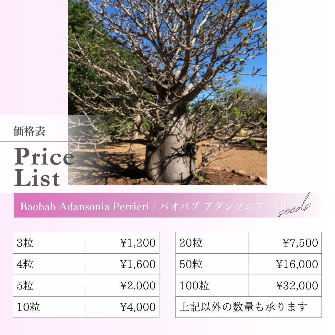種子】バオバブ アダンソニア ペリエリ / セット割あり 数量3粒