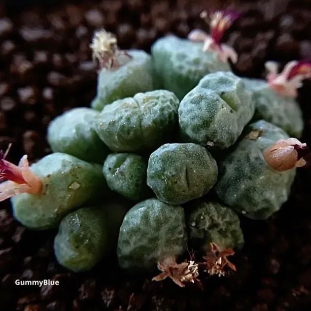 アンゲリカエ テトラゴヌム Conophytum Angelicae tetragonum PVB9479