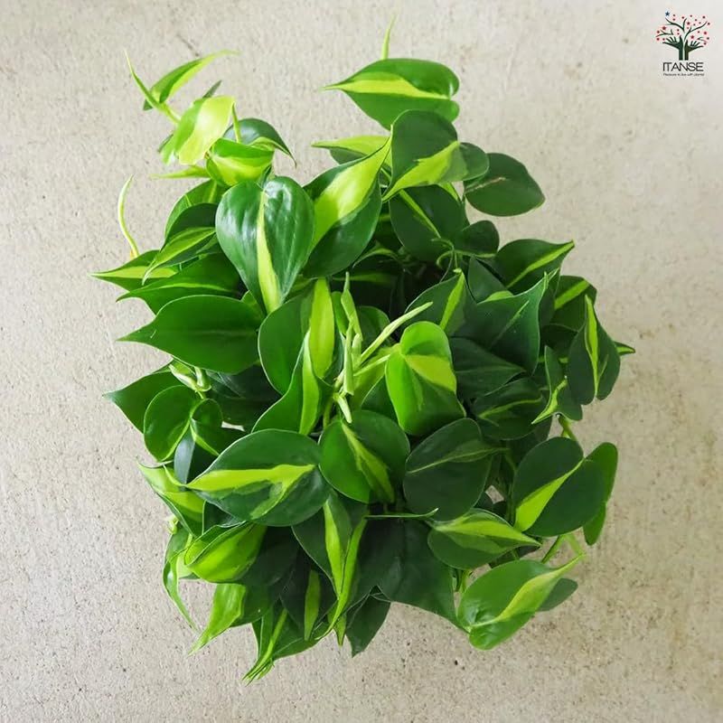 ＩＴＡＮＳＥ フィロデンドロン