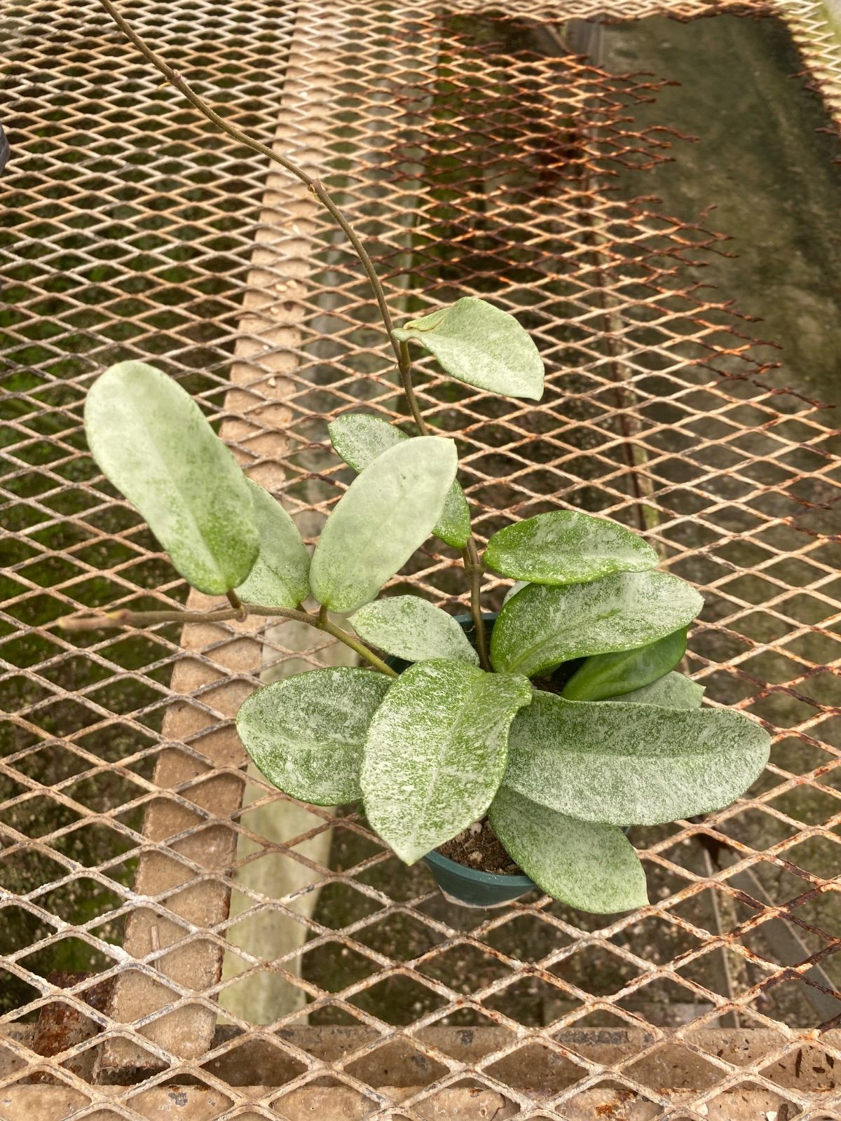 アロカシア バンビーノ ピンク斑入り Alocasia Bambino pink