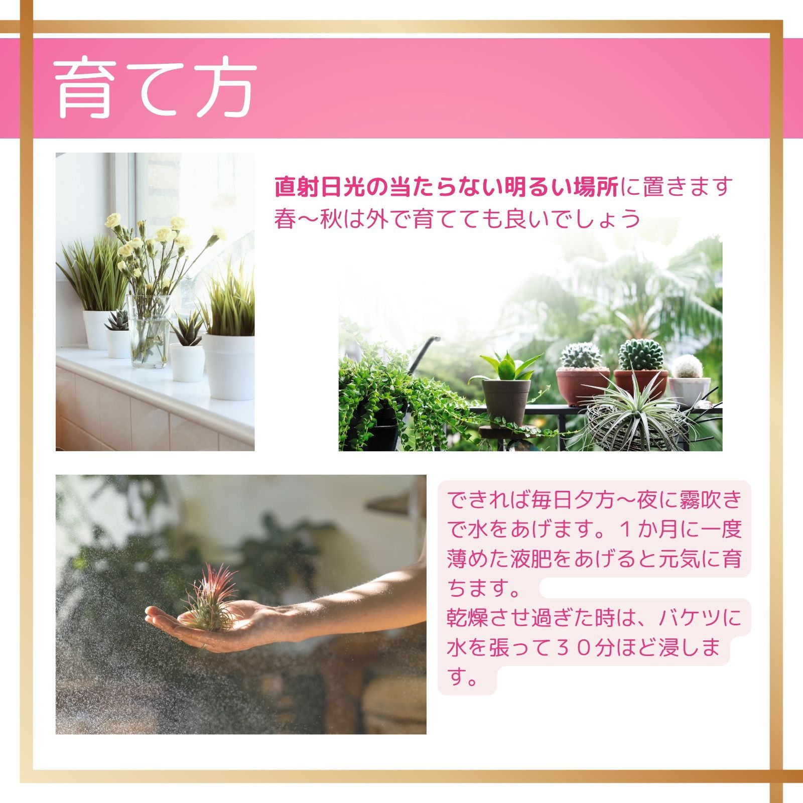 ☆花付き【コットンキャンディー】チランジア エアプランツ エアー