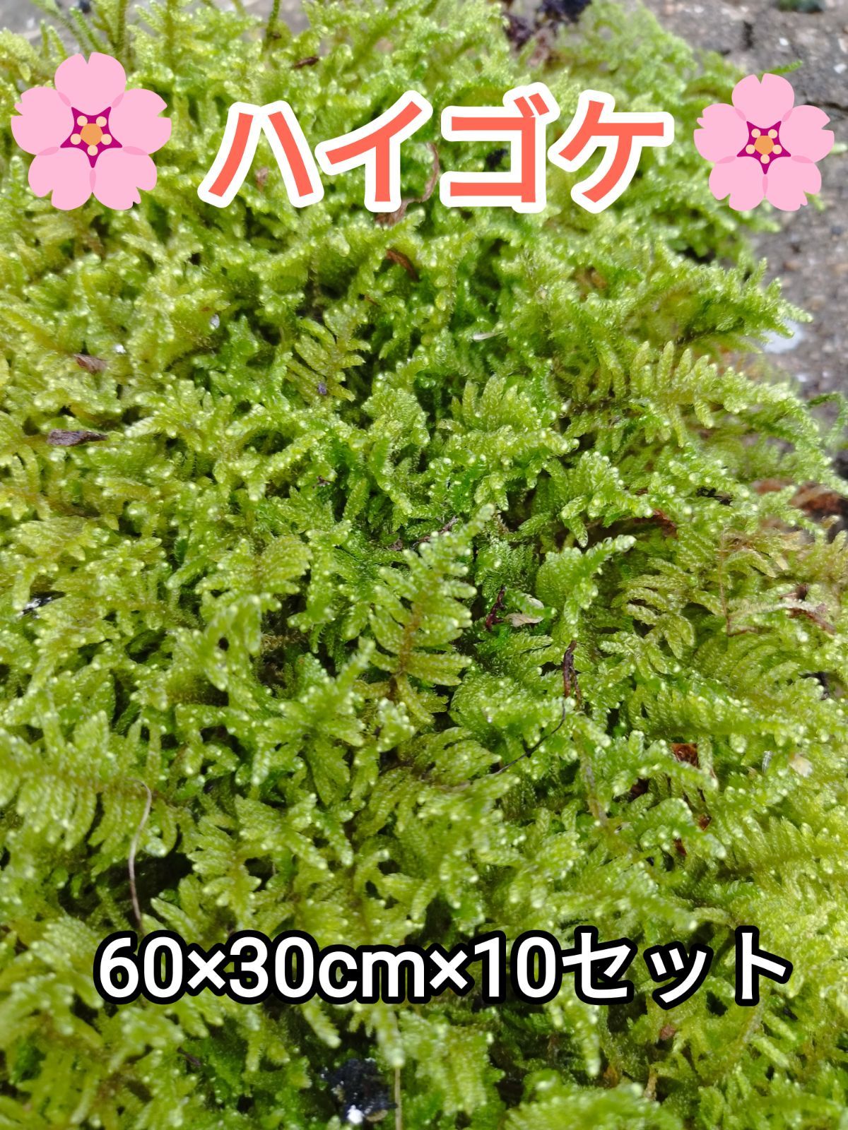 ハイゴケ大容量60×30cm×10セット グランドカバー