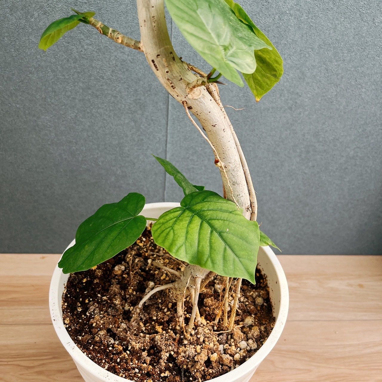 ［現品］10番　フィカスウンベラータ　曲がり　8号　観葉植物　室内　大型　人気 現品］10番 フィカスウンベラータ 曲がり 8号 観葉植物 室内