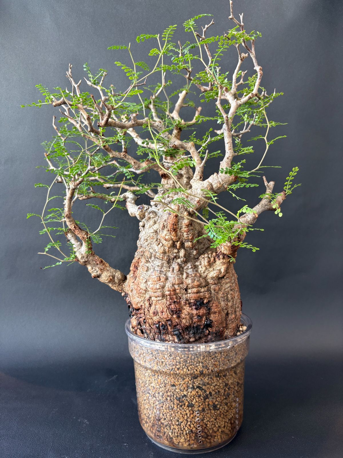 厳選ベアルート】オペルクリカリアパキプス/マダガスカル輸入 塊根植物