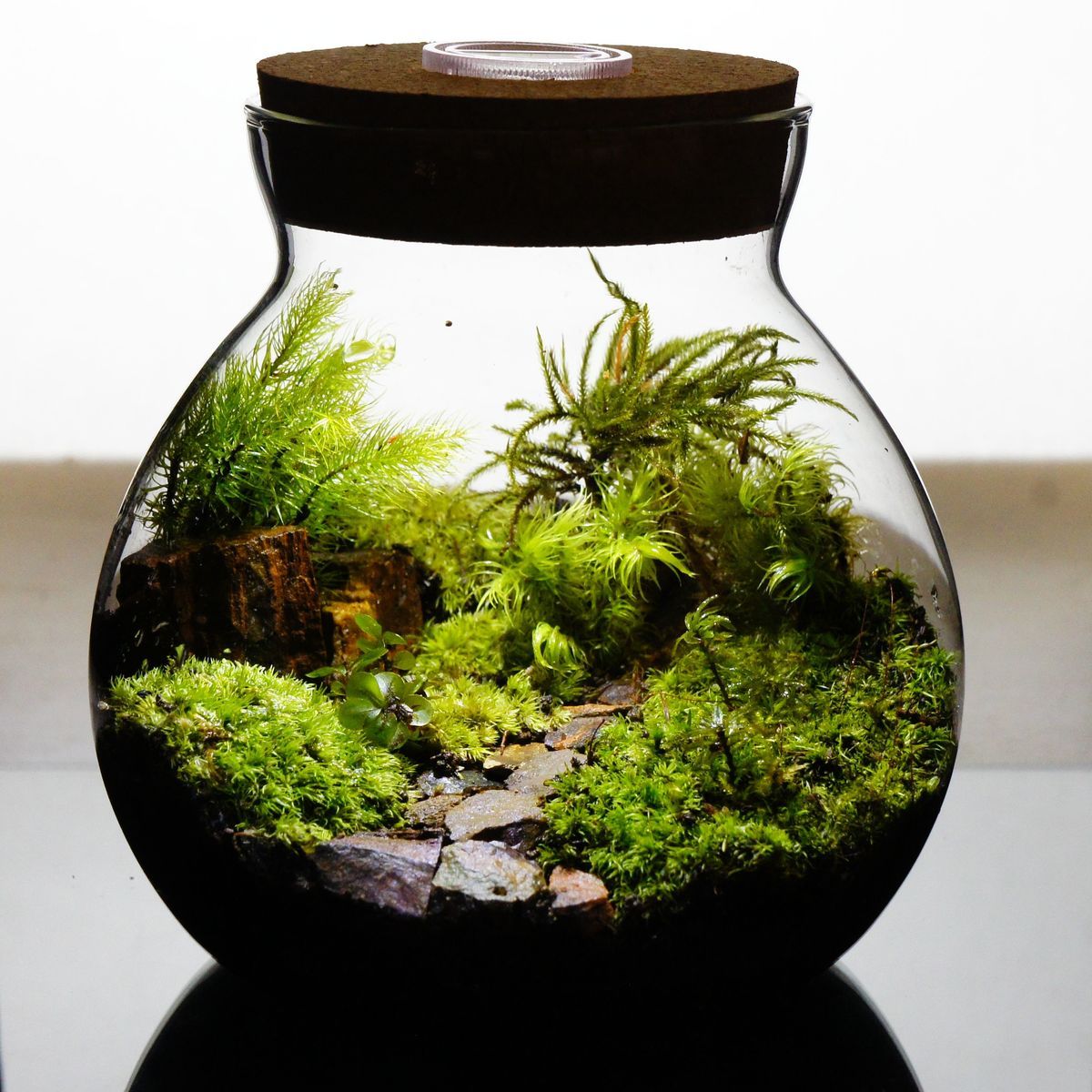 苔庵介る 苔テラリウム 完成品 13cm LEDライト蓋付ボトル の方でも育てやすい観葉植物