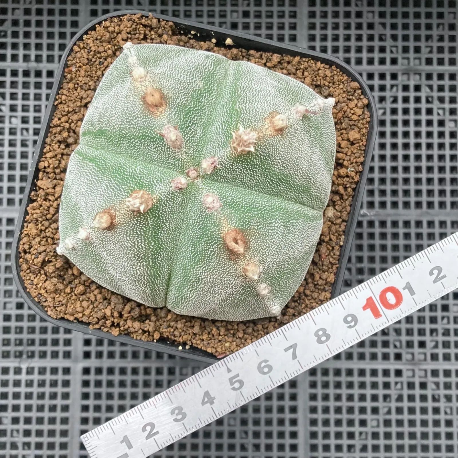 多肉 ランポー アストロフィツム鸞鳳玉（ランポー玉）の基本情報・育て方｜多肉