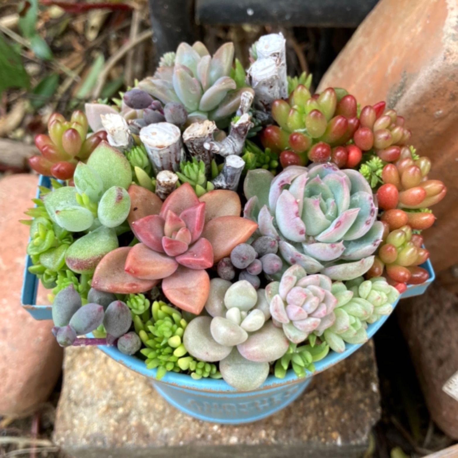 多肉植物寄せ植え そのまま飾れる カラーポット 多肉寄せ植え おうち