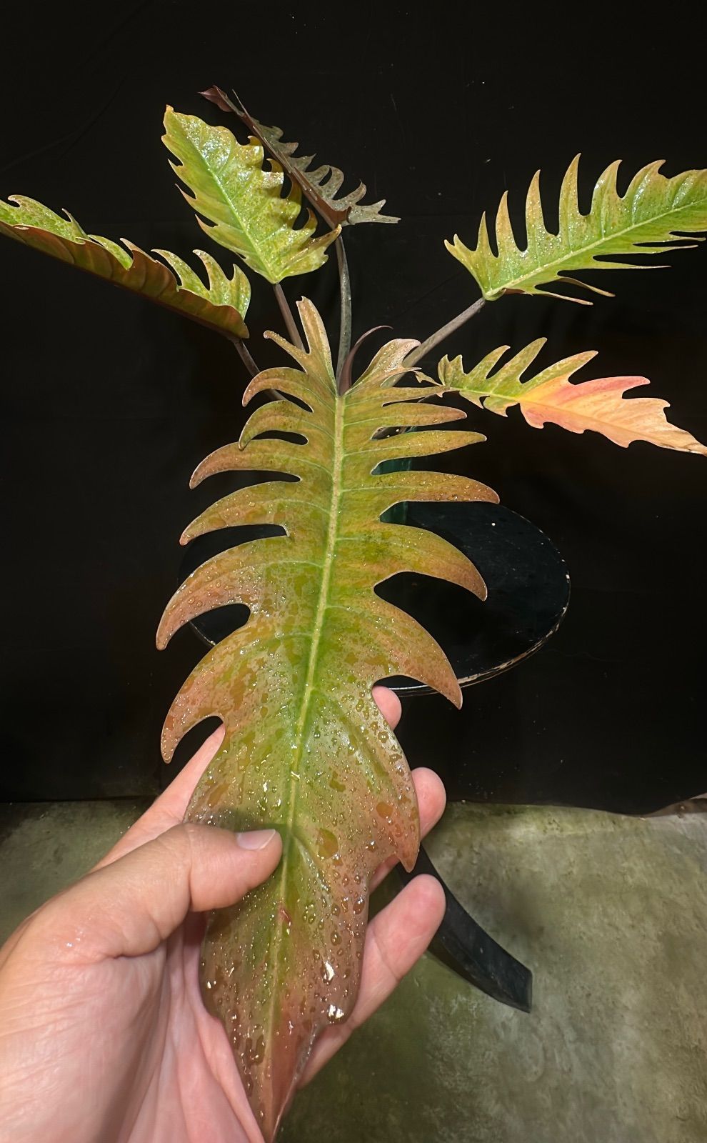 フィロデンドロン キャラメルマーブル 特大極斑】フィロデンドロン