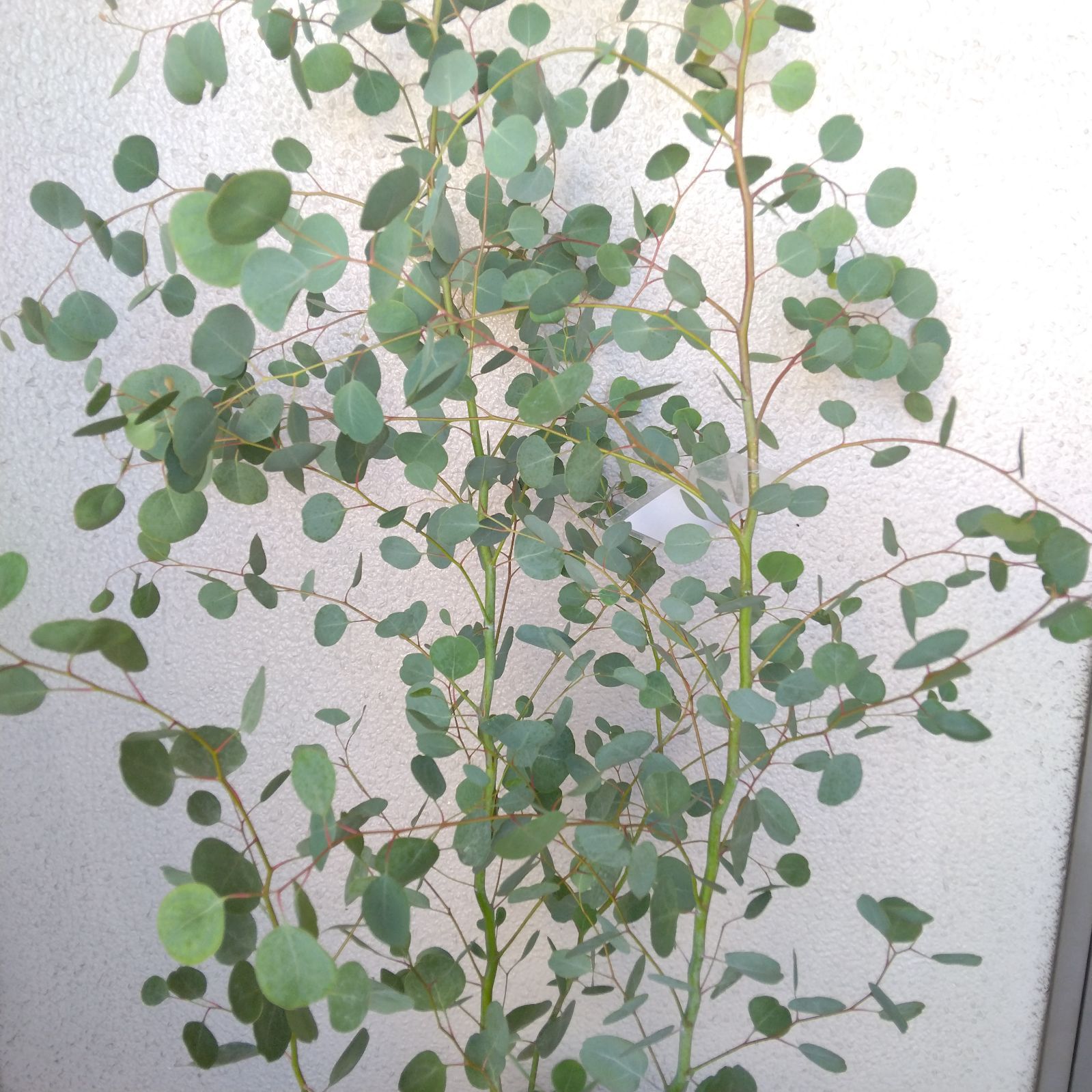 現品】ユーカリ【ポポラス】ハーブ 観葉植物 高級セラアート鉢8 現品】ユーカリ【ポポラス】ハーブ 観葉植物 高級セラアート鉢8