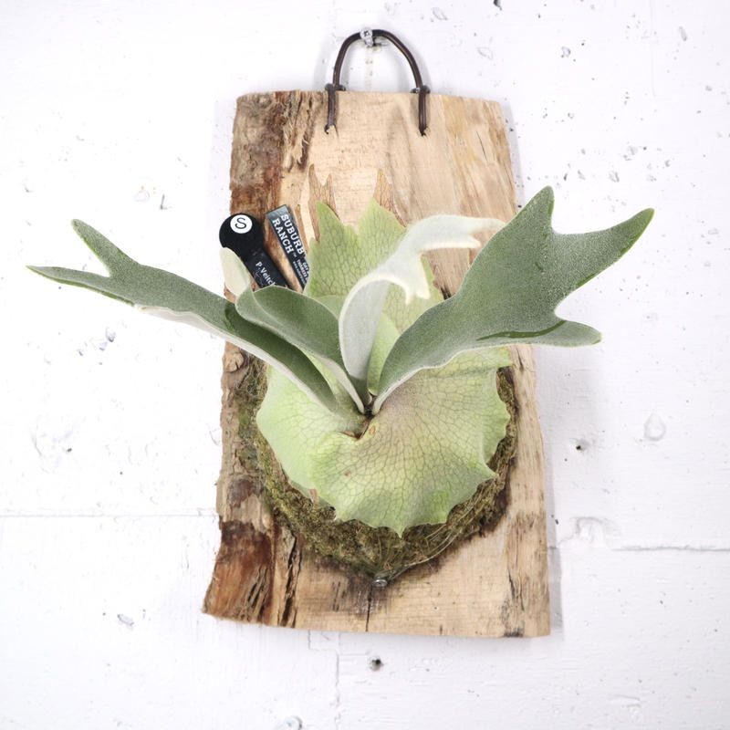 現品・現物】板付き！コウモリラン ベイッチィ（ベッチー ベッティー