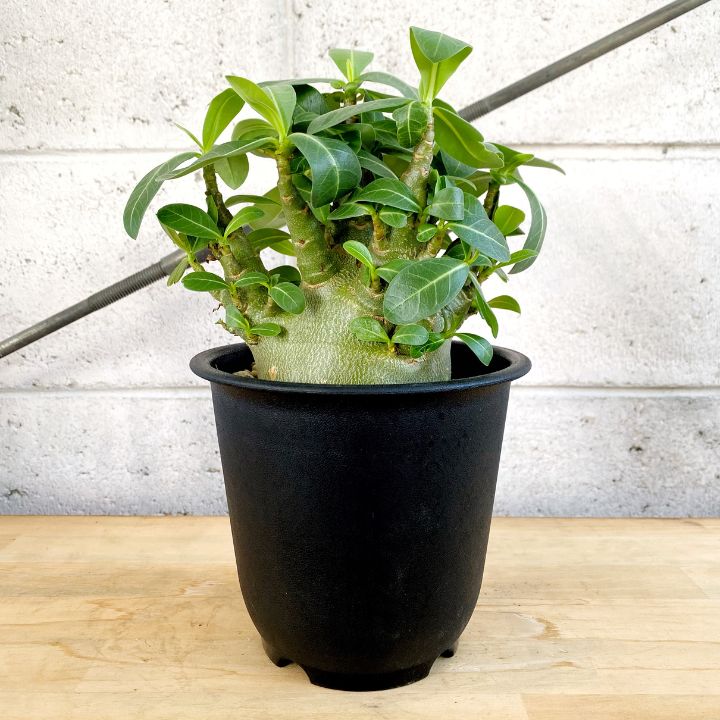 塊根植物】アデニウム アラビカム モンスター 5号 プラ鉢