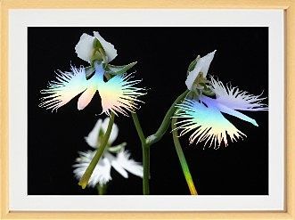 サギソウの喜び｜光川十洋 額装写真作品 2部