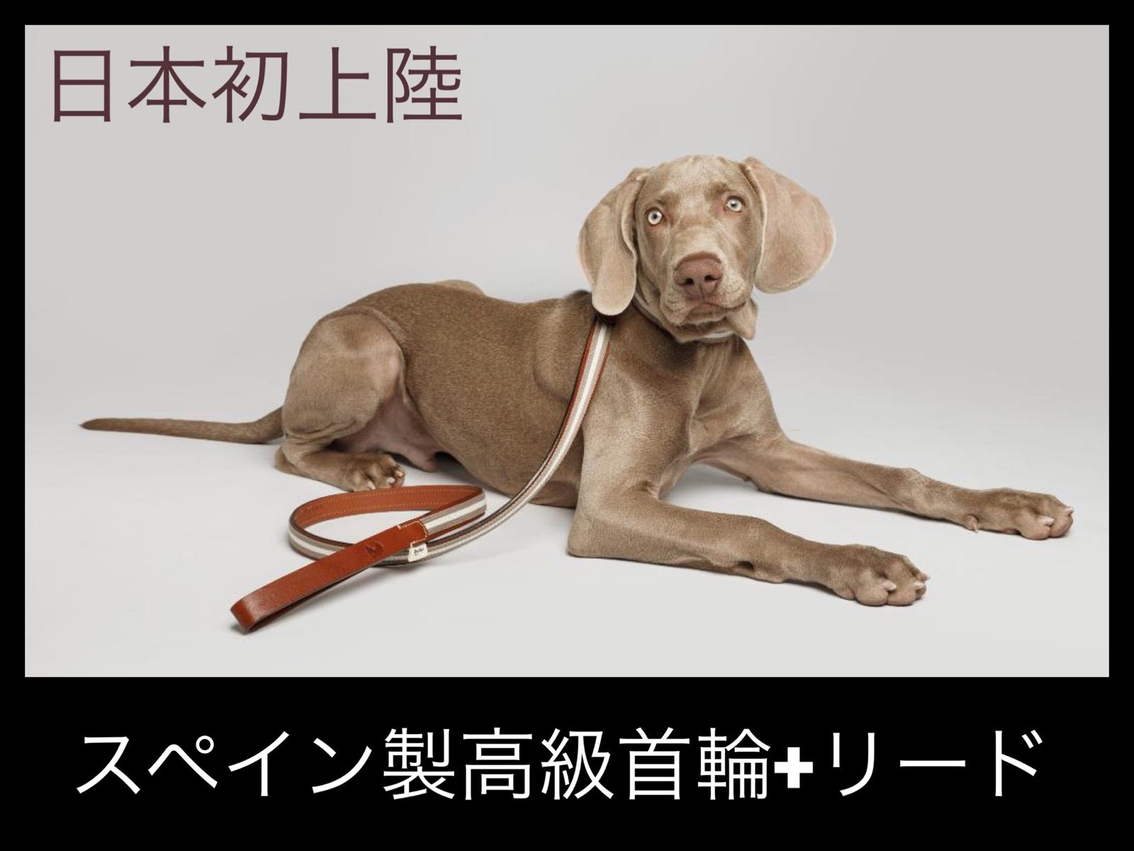 Qmultiペット商品スペイン製 高級犬用リードと首輪セットBaseball Red（小型犬 中型犬）