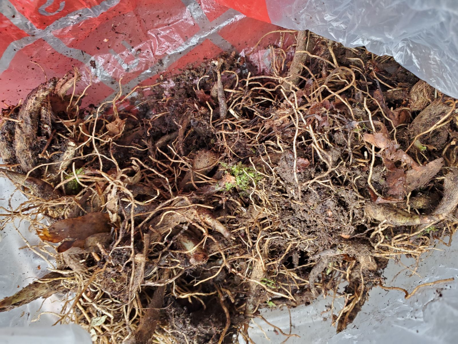 北海道産行者にんにく苗１０００本