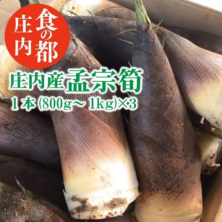 天然 山菜 孟宗筍 1本 800ｇ～1kg ×3 冷蔵 山形県 孟宗汁 孟宗竹 庄内産