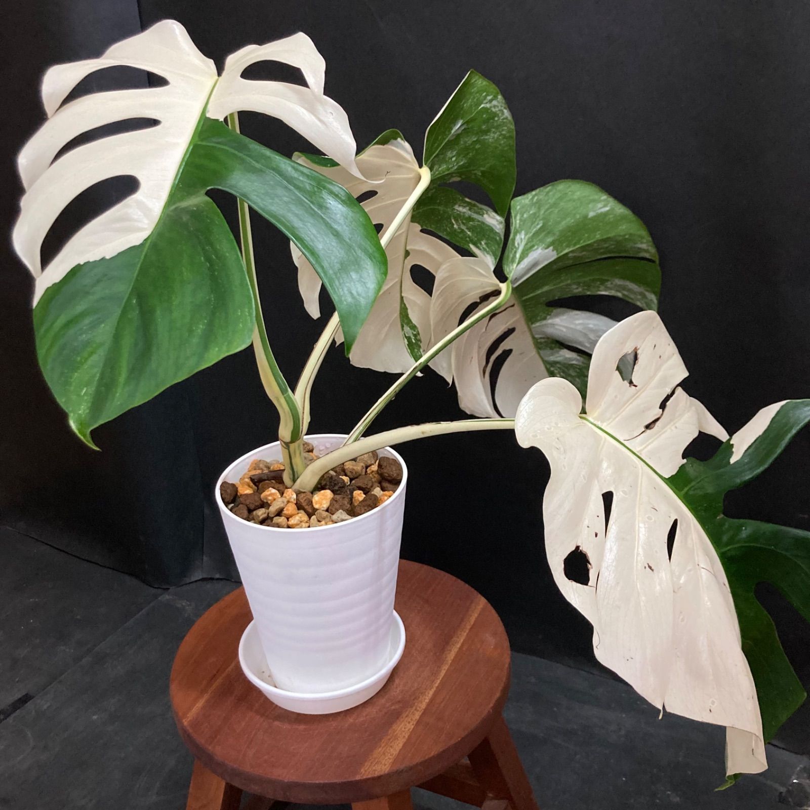 【特選品、超美品❗️】モンステラ ハーフムーン #279 / 斑入り 観葉植物