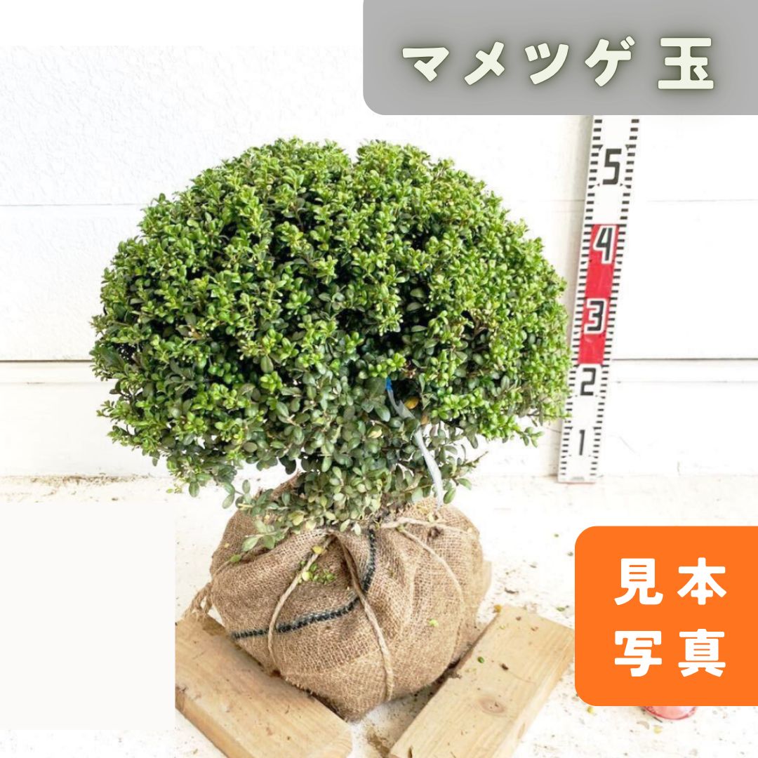 マメツゲ 根巻【豆黄楊/トピアリー/玉柘植/柘植/玉仕立て/植木/庭木