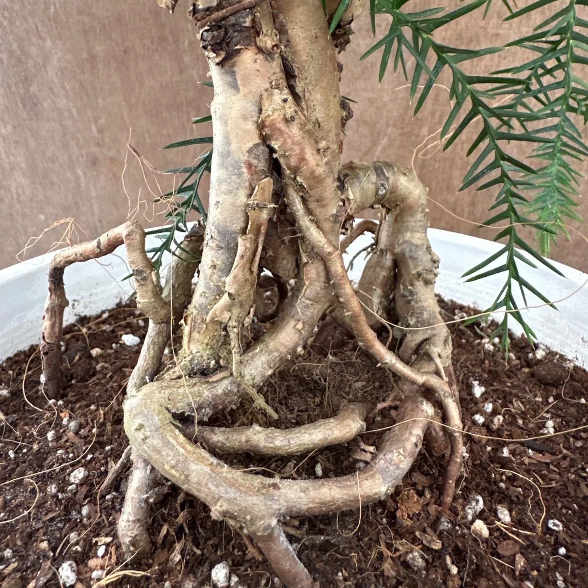 アロカリア① 8号 観葉植物 観葉 植物 黄金昇り竜 シマナンヨウスギ