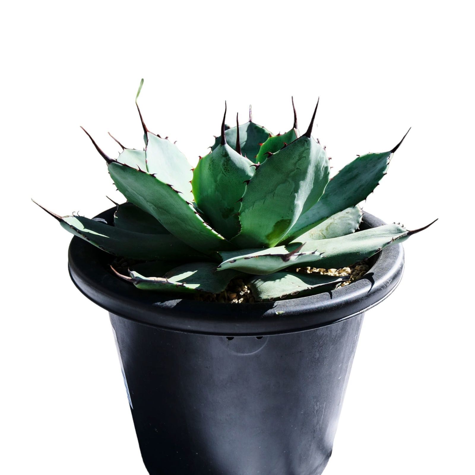 AGAVE Parryi truncata アガベ パリー トランカータ 中サイズ(7 AGAVE Parryi truncata アガベ パリー トランカータ 中サイズ(7