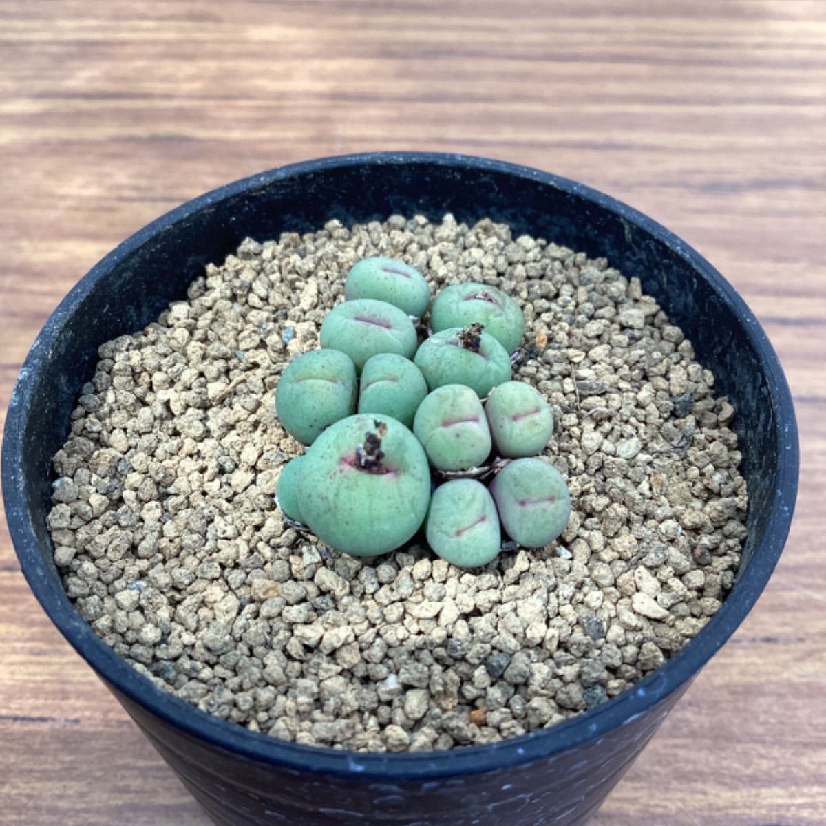 多肉植物 Conophytum pageae subrisum - 置物