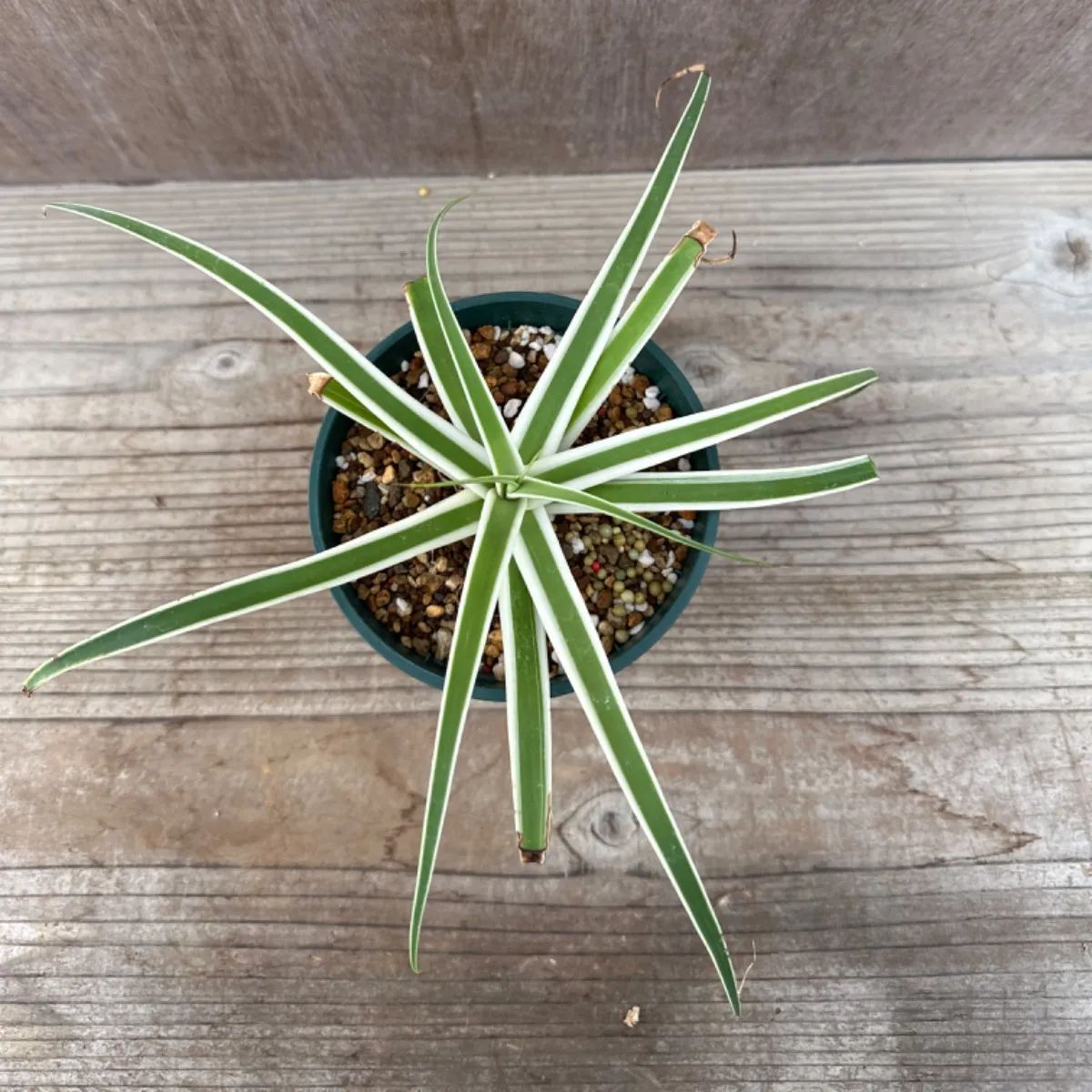 アガベ ブラクテオーサ モンテレイ フロスト② アガヴェ 竜舌蘭