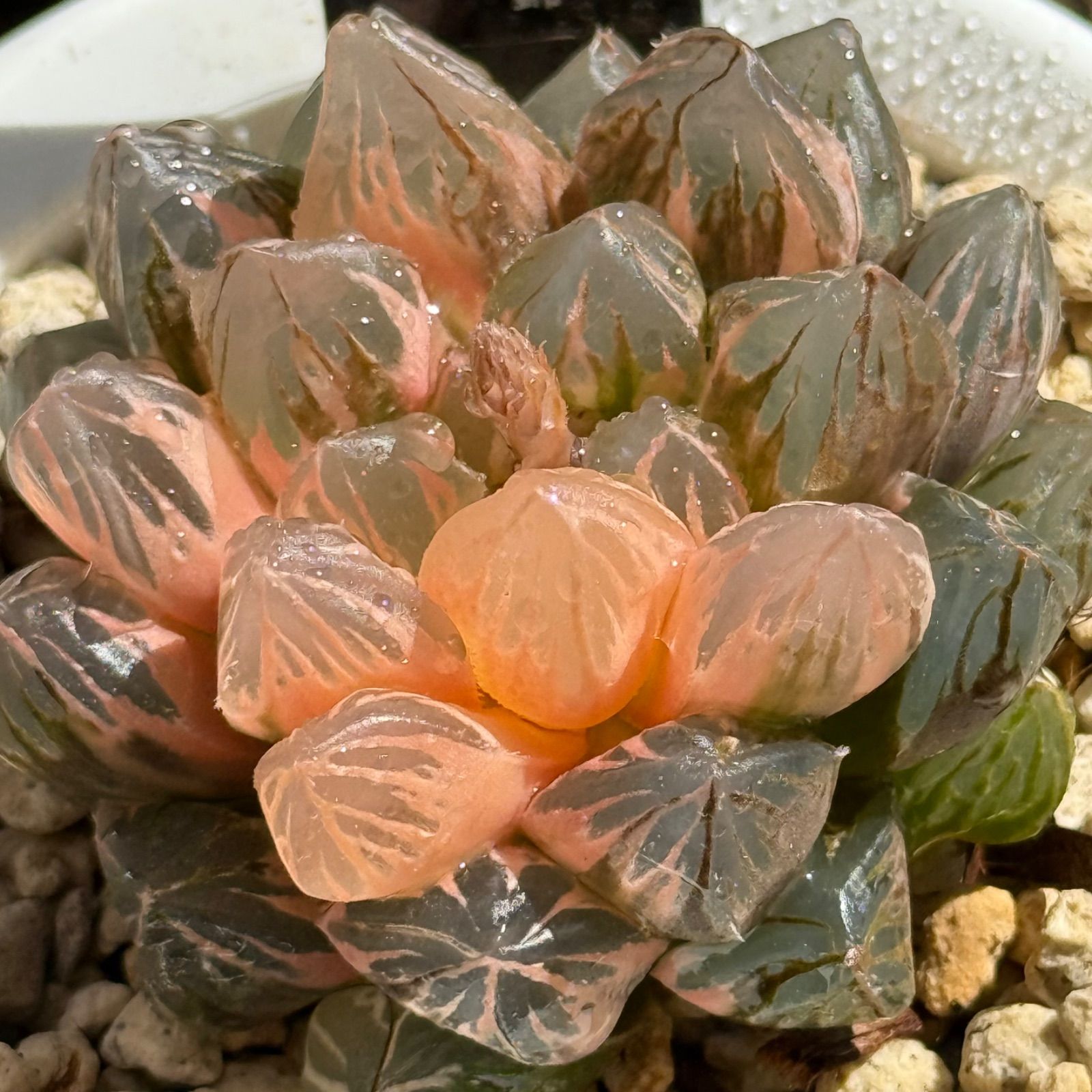 ❤10/23までの特売❤多肉植物 カット苗♡子持ち蓮華 【公式通販】 ❤10/23までの特売❤多肉植物 カット苗♡子持ち蓮華 【公式通販】
