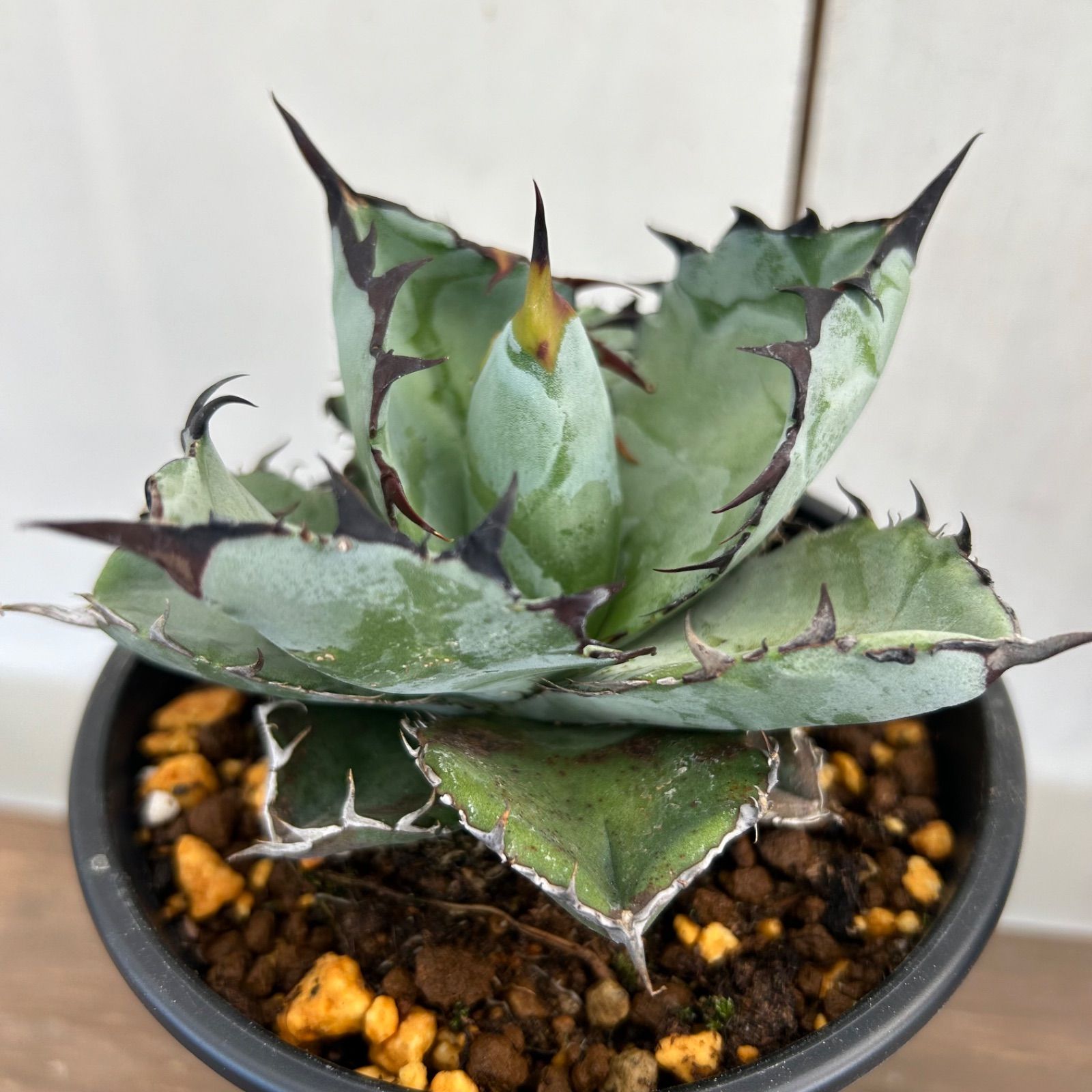 現品】アガベ チタノタ ブラック＆ブルー Black＆Blue 4号 A - メルカリ