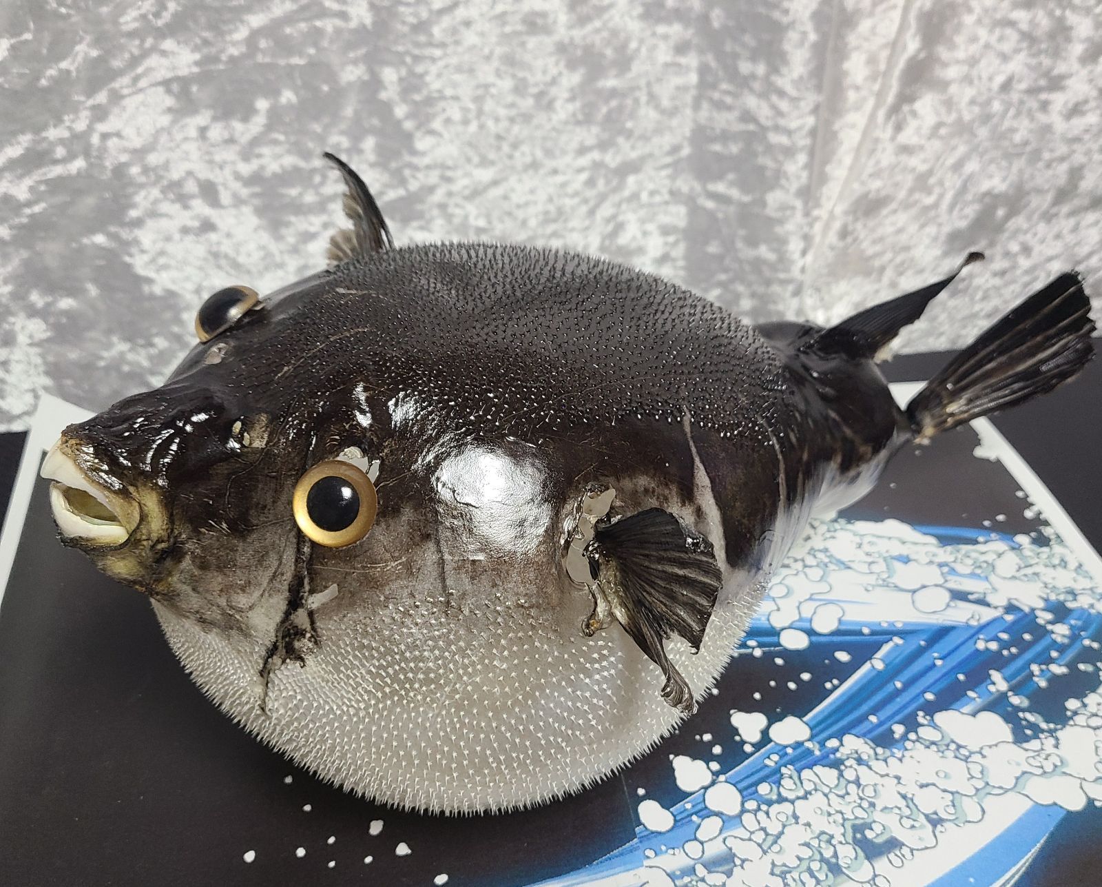 超特大ふぐふぐ提灯福膨らむふぐ河豚ハリセンボン疫病退散祈願 超特大ふぐふぐ提灯福膨らむふぐ河豚ハリセンボン疫病退散祈願 - メルカリ