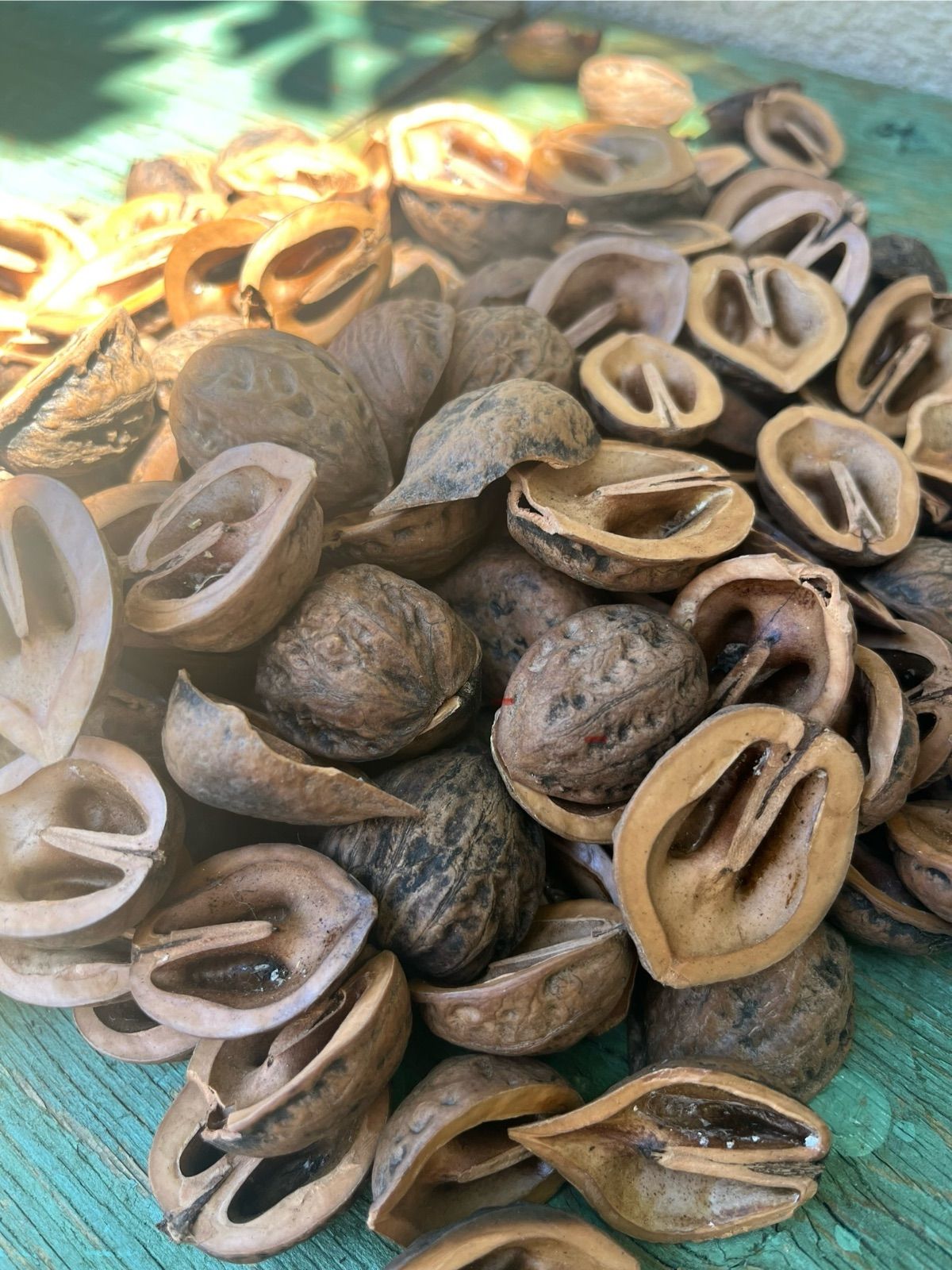 ⭐️高評価商品⭐️【お試し商品2】鬼くるみ殻 ハーフ 200個前後 約