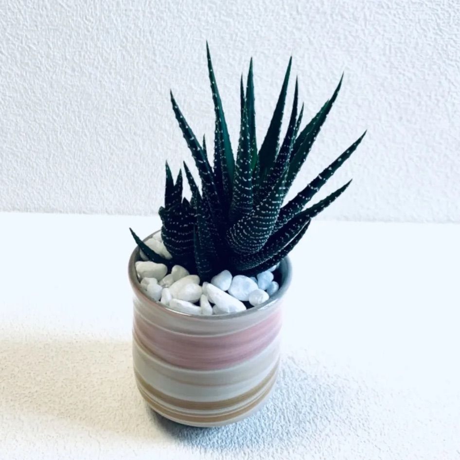 人気の福袋 注目の福袋 新品 未使用 ハイドロカルチャー ハオルチア 十二の巻 子株付 多肉植物 小石原焼 陶器 植物 植物 観葉植物 Www Awarestorebr Com Br Www Awarestorebr Com Br