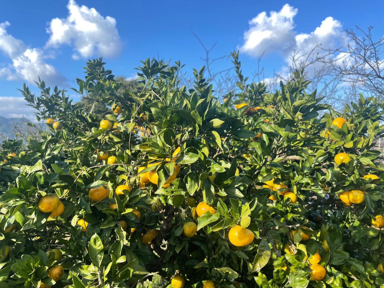 農薬＊化学肥料＊除草剤不使用 自然栽培 愛媛産温州ミカン 早生