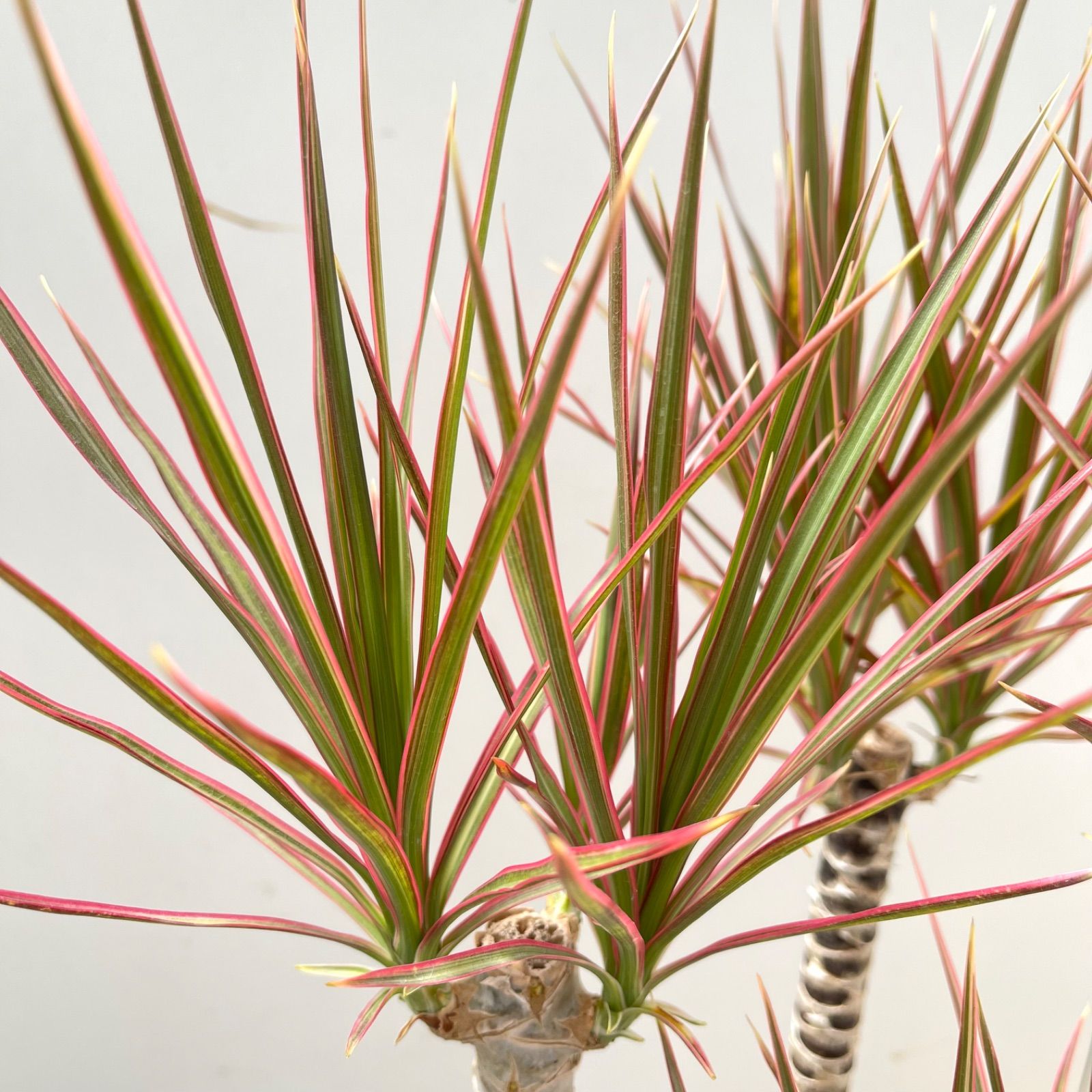 ドラセナ コンシンネ レインボー【現品】観葉植物 室内 大型