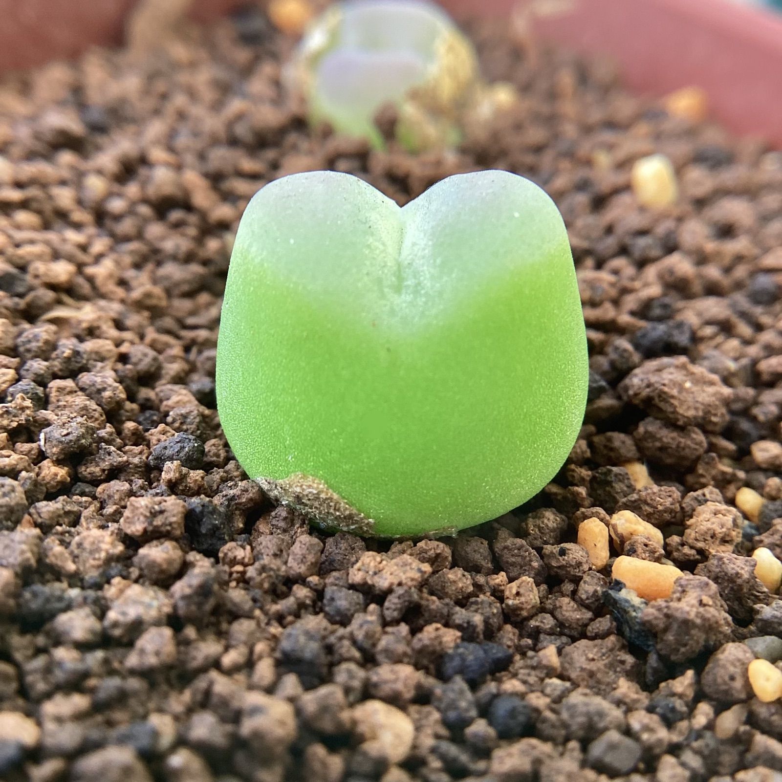 100つ多肉植物コノフィツム ブルゲリ タネ　種 Amazon.co.jp: ブルゲリ 種子 100粒 自家採取 Conophytum