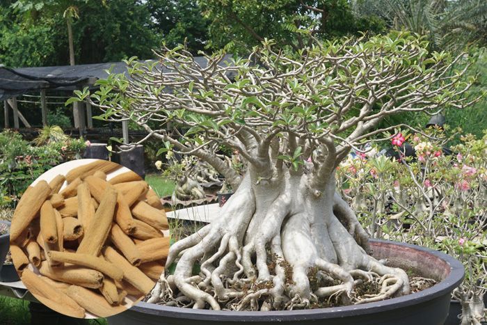 極美株】アデニウム ソコトラナム 選抜株/ Adeniumsocotranu 極美株