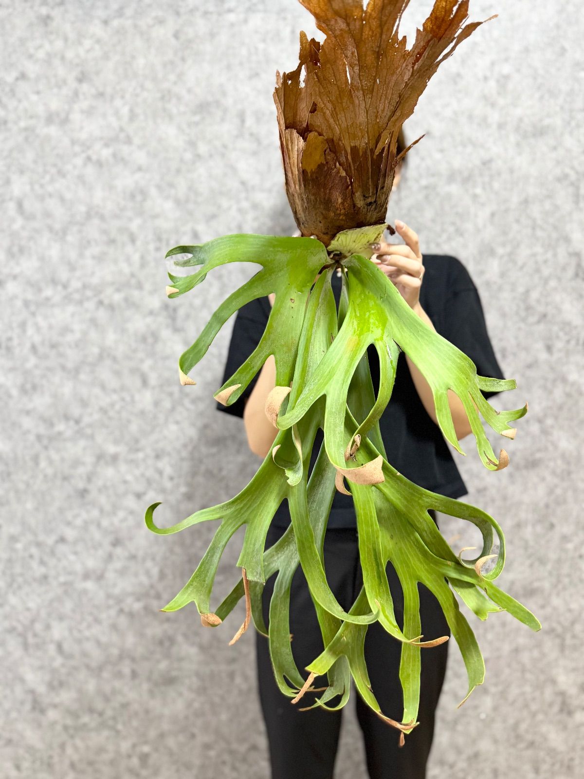 P. willinckii cv. North Star spore【現品】匿名配送 P. Willinckii