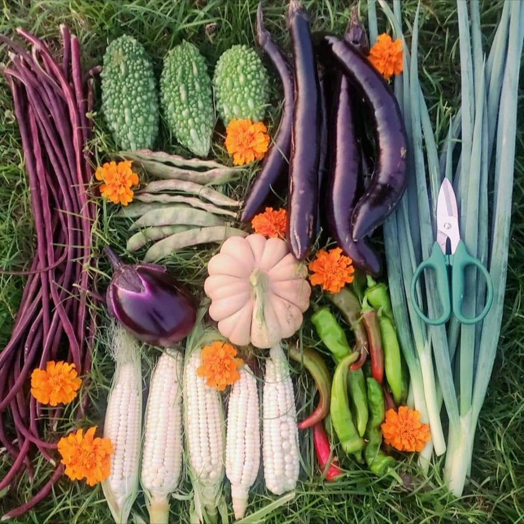 ロジータなすの種(自然栽培) ロジータなすの種(自然栽培) ロジータなすの種(自然栽培) - メルカリ