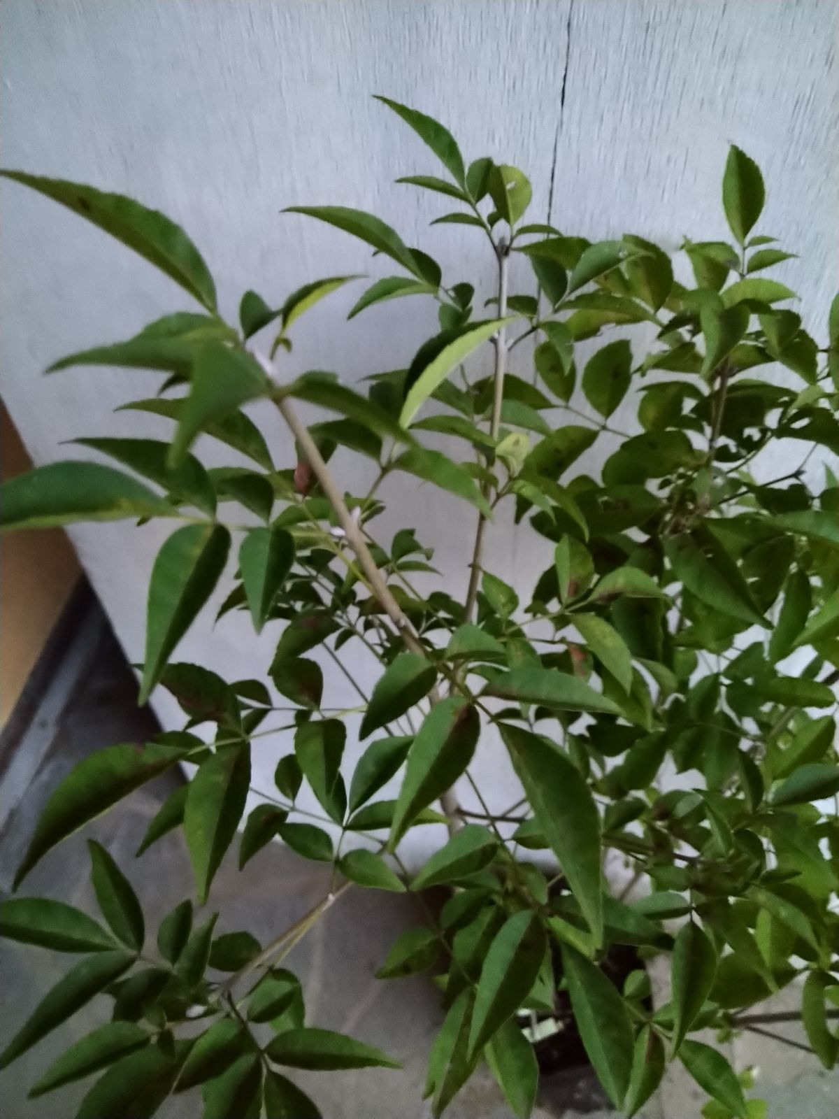 山採り天然　アオダモ株立　15 天然山採りアオダモ15 山採り天然 アオダモ 5本立ち 32 人気激安