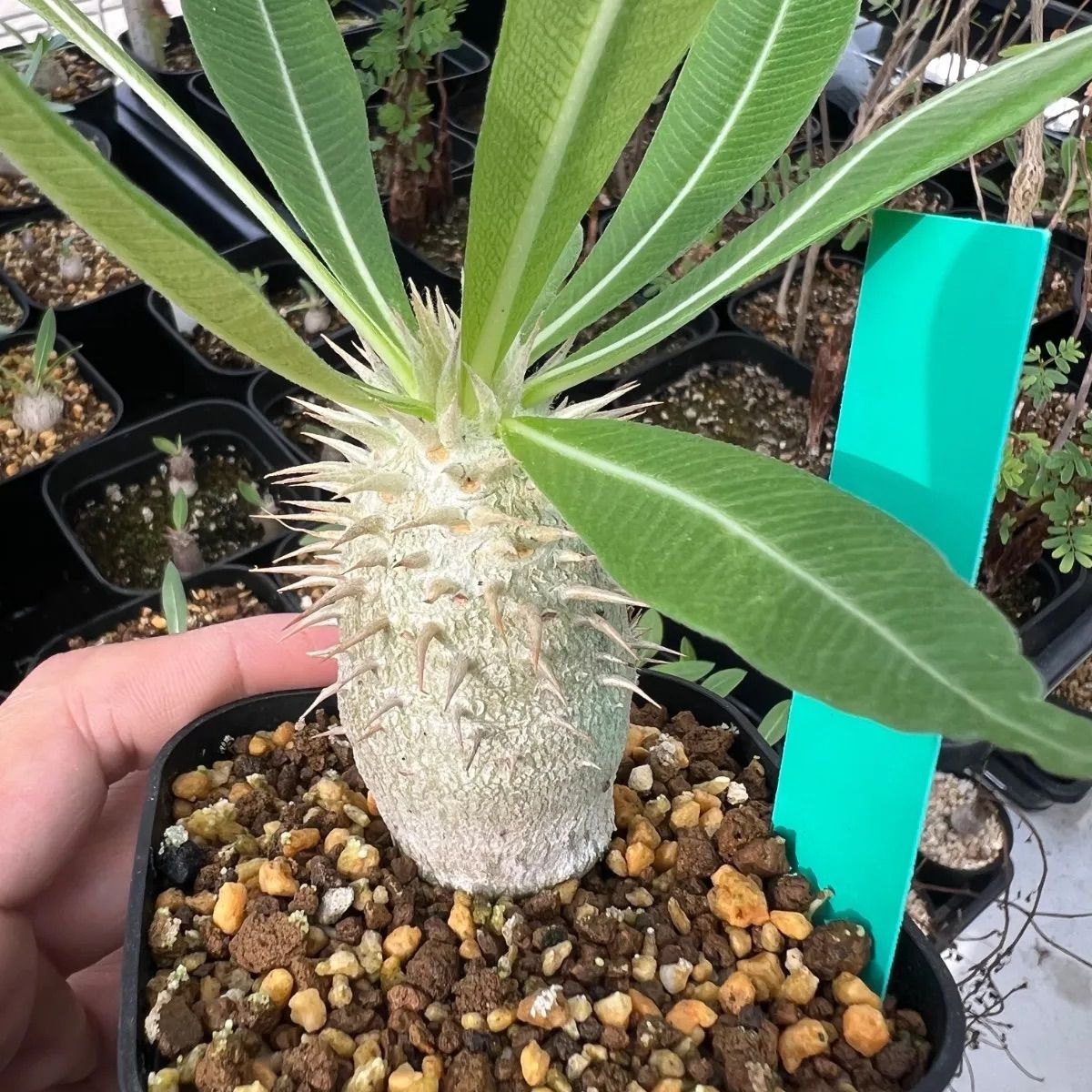 今年の新作から定番まで！ ラスト1株！ 実生7年 グラキリス グラ大黒 パキポディウム 塊根植物・コーデックス