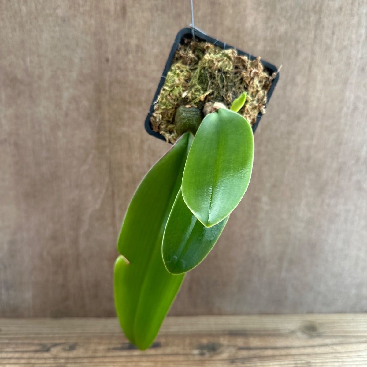 バルボフィラムファレノプシス②