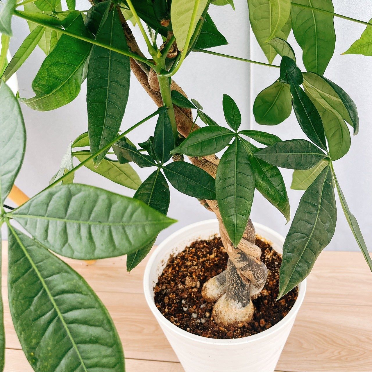 現品］5番 パキラ 編み込み 8号 観葉植物 おしゃれ  ［現品］5番