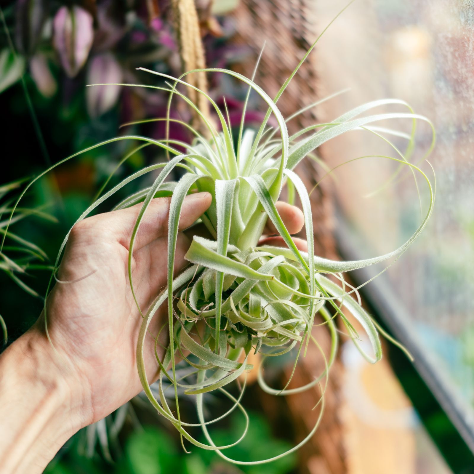 チランジア ロイテリ① (メルカリ便にてお届けします) チランジア