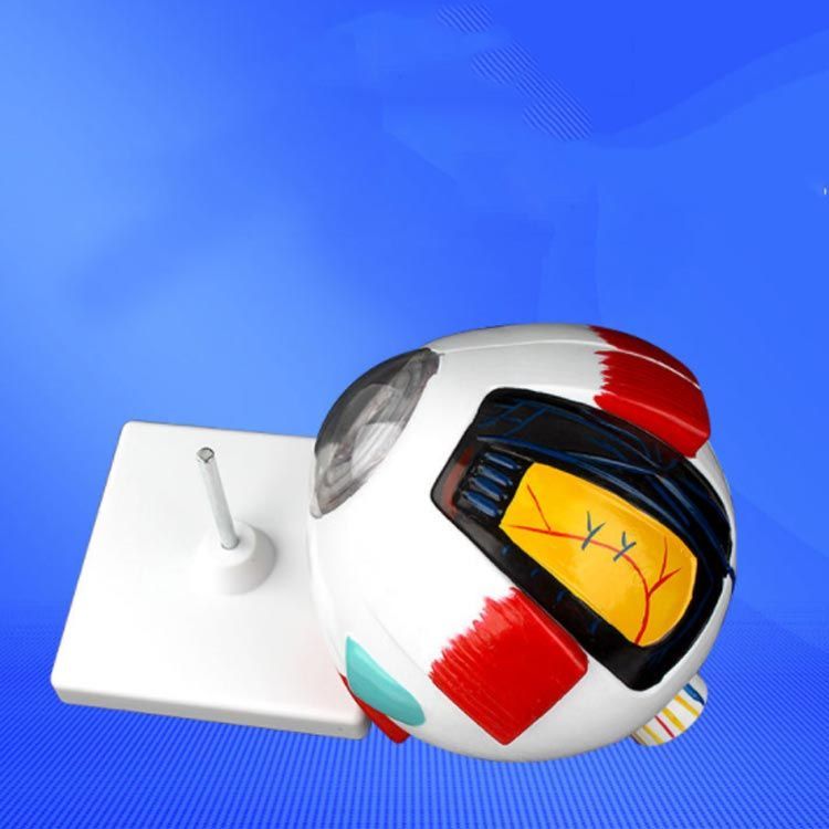 眼球 6倍拡大模型 目玉 眼球 目 眼 眼球モデル 人体模型 立体 解剖学